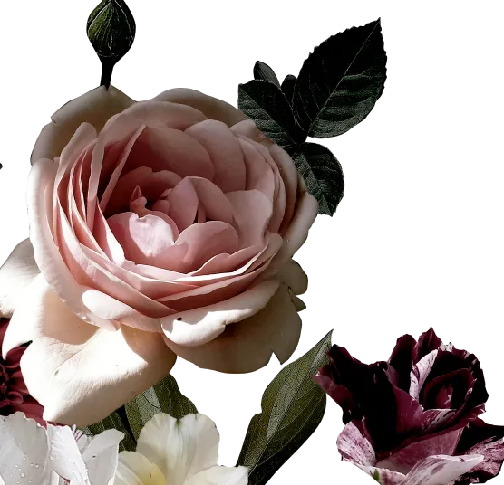 Flores